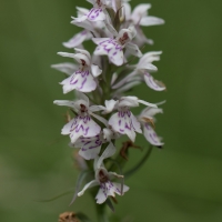 Orchid at Rushbeds wood