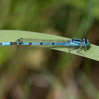 Azure Damselfly at Rushbeds wood