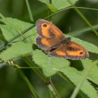 The Gatekeeper at Rushbeds woods