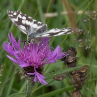 Marbled White at Rushbeds wood