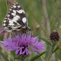 Marbled White at Rushbeds wood