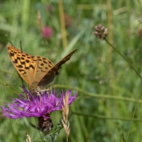 Rushbeds wood