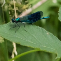 Demoiselle at Rushbeds woods