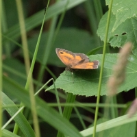 Rushbeds wood