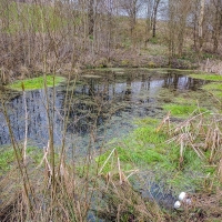 Fforest fields Campsite in Hundred House, pond walk