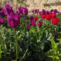 Oxford Botanical Gardens