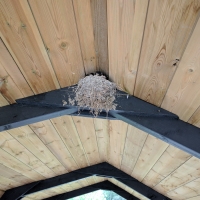 Fforest Fields Campsite, House Martins