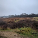 Hatfield Forest on new years eve