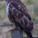 Buzzard