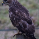 Buzzard