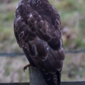 Buzzard