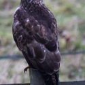 Buzzard