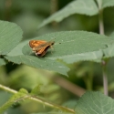 Skipper at Rushbeds wood