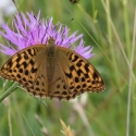 Rushbeds wood