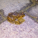 Fforest fields Campsite in Hundred House, frog around the shower block in winter
