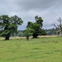 National Trust, Croft Castle walk to the Iron Age Hill Fort