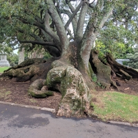 Albert Park