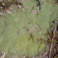 Moss at Bendgio Bay