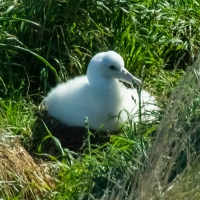 Royal Albatross chick