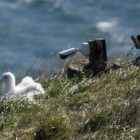 Royal Albatross chick