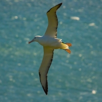 Royal Albatross