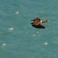 Hawk at Royal Albatross center