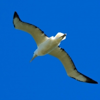 Royal Albatross