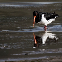 Pied Oyser Catcher