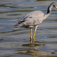 Grey Heron