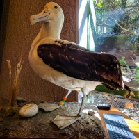 Royal Albatross