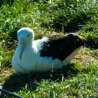 Royal Albatross juvenile