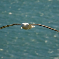 Royal Albatross