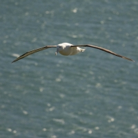 Royal Albatross