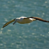 Royal Albatross