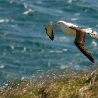 Royal Albatross