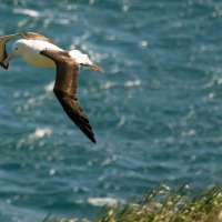 Royal Albatross