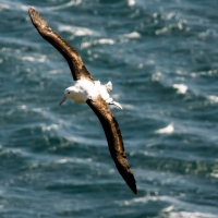 Royal Albatross