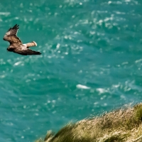 Hawk at Royal Albatross center