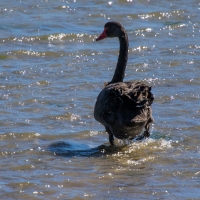 Black Swan