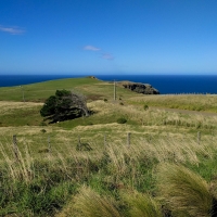 Cape Saunders