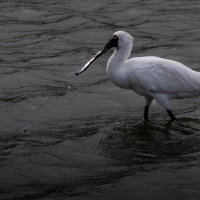 Spoonbill