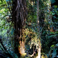 Cathedral Caves