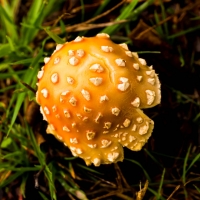 Orange Fungus