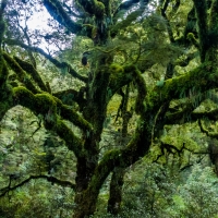 Doubtful Sound, Inspiration for the Ents