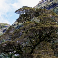 Doubtful Sound, Inspiration for the Ents