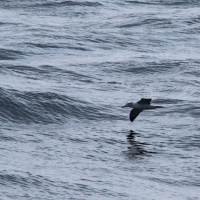 Albatross on Doubtful Sound