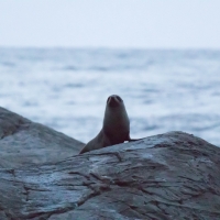 New Zealand Fur Seals - Doubtful Sound