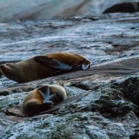 New Zealand Fur Seals - Doubtful Sound