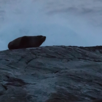 New Zealand Fur Seals - Doubtful Sound