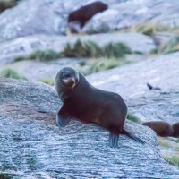 New Zealand Fur Seals - Doubtful Sound